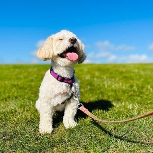 Meet your Posher, Eray